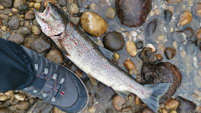 Poginula soška postrv (FOTO D.Z.)