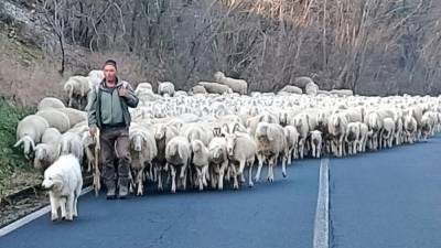 Ovce na nekdanji pokrajinski cesti št. 8 med Sovodnjami in Zagrajem (M.V.)
