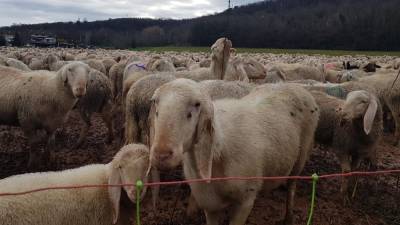 Ovce v Petovljah (FOTO D.R.)