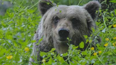 Medvedka je začela na sprehajalca rjoveti, on je živali rjovel nazaj (fotografija je simbolična)