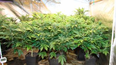 Novogoriški policisti so odkrili prostor za gojenje prepovedane droge in zasegli 82 sadik različnih velikosti (PU NOVA GORICA)