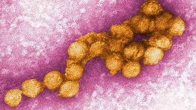 Virus Zahodnega Nila (ANSA)