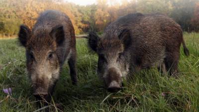 Petkov lov na divje prašiče se je za 71-letnega lovca iz slovenske Istre v Brkinih končal v bolnišnici
