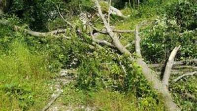 Zaradi podrtega drevja so številne poti v Posočju neprehodne, lahko so tudi smrtno nevarne