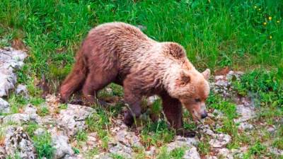 Javornik velja za območje, kjer živi velika populacija medveda. Po včerajšnjem napadu medvedke so policisti tudi vse pohodnike pozvali, naj bodo previdni (LEO CAHARIJA/PRIMORSKE NOVICE)