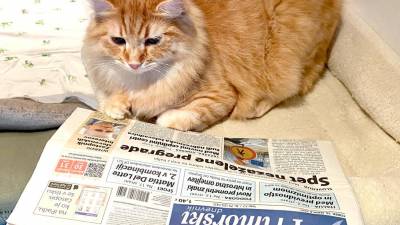 Naš maček Špric, na Primorskem »vse prebere brez razlike, tudi vejice in pike« <i>(Igor C.)</i>