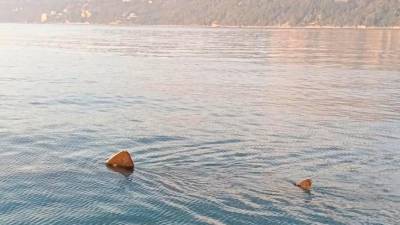 Morski pes orjak v Tržaškem zalivu (FACEBOOK/AREA MARINA PROTETTA MIRAMARE)