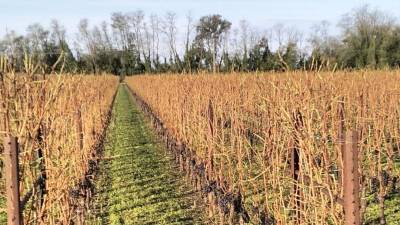 Uničeni vinograd v Medei (CONFAGRICOLTURA)