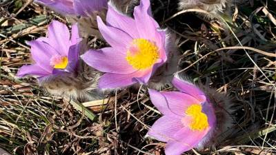 Velikonočnica (VISIT ROGAŠKA SLATINA/FACEBOOK)