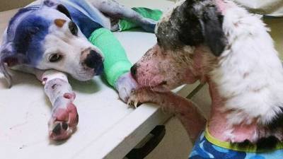 IZ filma Dogman Mattea Garroneja