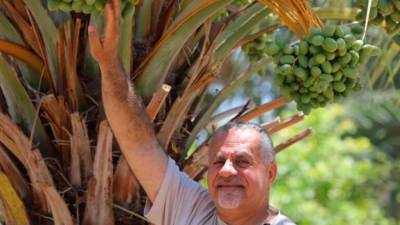 Solidarnostna akcija za palestinske pridelovalce