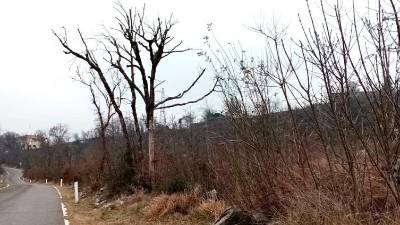 Zoglenela drevesa ob cesti