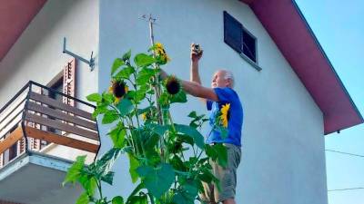 Sončnica velikanka na Banjšicah pri družini Žbogar (PRIMORSKE NOVICE)