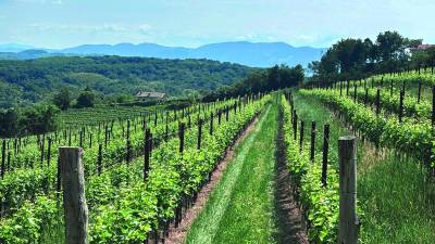 Obdelovanje zemlje je na območjih z naklonom (na sliki Števerjanski griči) težje kot v nižini