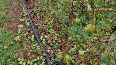 Posledice neurja v nasadu v Basilianu (CONFAGRICOLTURA)