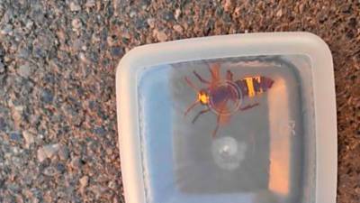 Orientalski sršen (ČZS)