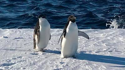 Pingvina na Antarktiki