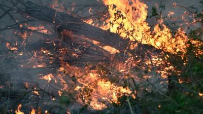 Gozdni požar (FOTOGRAFIJA JE SIMBOLIČNA)