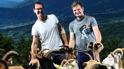 Borut Kokalj in Tom Ločniškar skrbita za čredo istrskih pramenk ter drežniških koz (ARHIV DOMAČIJE ČILČEVI)