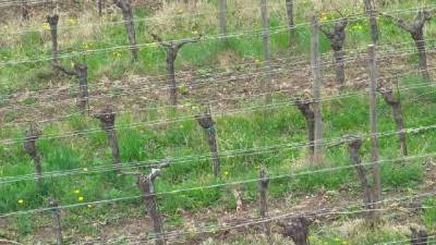 Podjetje Jermann obdeluje približno 170 hektarjev vinogradov (ARHIV)