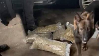 Drogo so iskali tudi s pomočjo psov, izurjenih za iskanje prepovedanih substanc