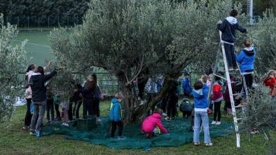 Otroci obirajo oljke na dolinskem koncu (TEDESCHI/FOTODAMJ@N)