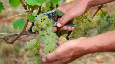 Tudi briški vinarji so občutili posledice zajezitvenih ukrepov (BUMBACA)