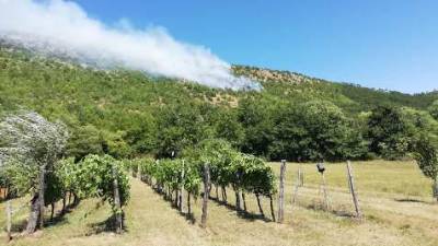 Med Brestovico in Seli na Krasu gori (ANDRAŽ PAVLIN/JZGRD)