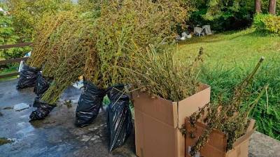 Policisti so našli približno 30 sadik konoplje (POLICIJA)