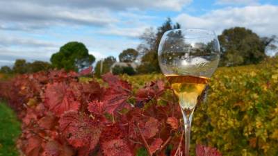 V evropskem registru vin z zaščiteno označbo porekla (ZOP) bosta tudi »Furlanija« in »Furlanija - Julijska krajina« (FOTODAMJ@N)