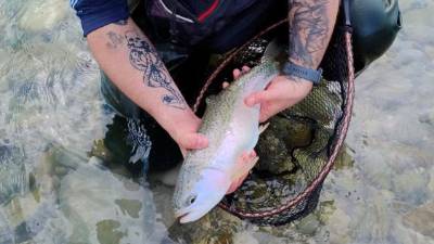 Ena izmed »solkanskih« šarenk, ki so jih ujeli pod Podgoro (D.B.)