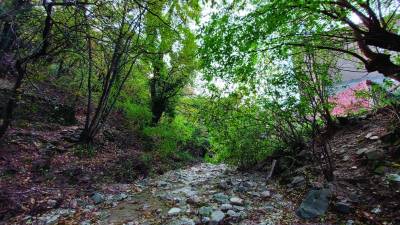 Kamenje in tujerodno rastlinje povzročata preglavice strugi Glinščice (DEŽELA FJK)