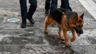 Izurjeni psi so ključni pri iskanju nedovoljenih substanc (FOTODAMJ@N)