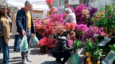 Cvetlični sejem Horti Tergestini (ARHIV)