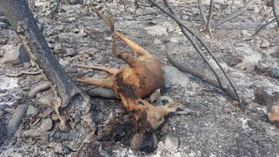 Poginula mlada srna tik pod vrhom Kremenjaka