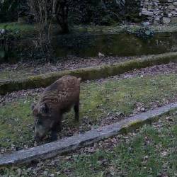 Merjasci so se na openskih vrtovih že prikazali tudi čez dan