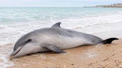 Poginuli delfin, ki so ga našli v Bašaniji (PU ISTARSKA)