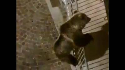 Medved akrobat se je splezal na balkon (LORENZO CONCI/FACEBOOK)