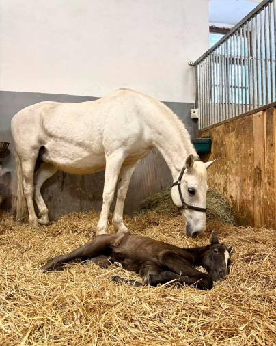 Žrebička 080 Slava XXXIV. in njena mati kobila 654 Slava XVII. (KOBILARNA LIPICA/FACEBOOK)