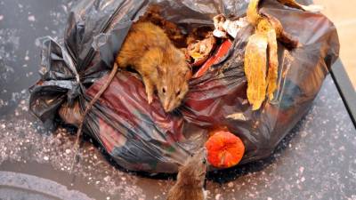 Ostanki hrane so za miši in podgane bolj vabljivi od samih vab (ARHIV)