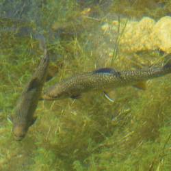 Med bolj prizadetimi ribjimi vrstami so soška postrv, sulec, bolen, čep in platnica (ARHIV)
