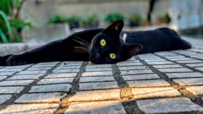 Danes je dan črnih mačk (ANSA)