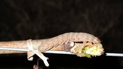 Gosenica sovke (KRISTIJAN SIRK)