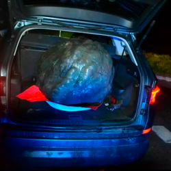 Skrunilec je glavo Titovega kipa odpeljal z avtomobilom (PU CELJE)