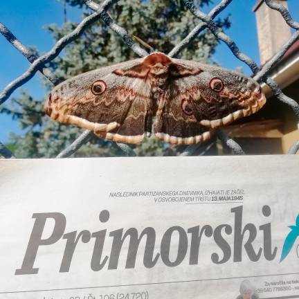 V Lonjerju tudi metulji berejo Primorski.<i>(Fabio Ruzzier)</i>