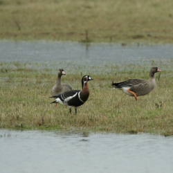 V rezervatu škocjanski zatok je kar pestro (ŠKOCJANSKI ZATOK)