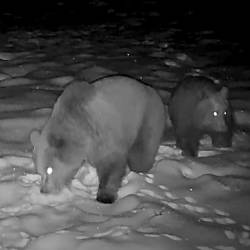 Medvedka z mladičem v snegu (LOVSKA DRUŽINA COL)