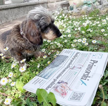 Jazbečrka Brine ( priletne/16 let), ki v senci, med marjeticami, gleda Primorski dnevnik.<i> (Mirjan Mikolj)</i>