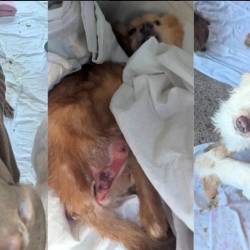 V hiši pri Reki so našli več deset obnemoglih in poginulih psov (FACEBOOK/AZIL RIJEKA)