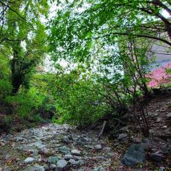 Kamenje in tujerodno rastlinje povzročata preglavice strugi Glinščice (DEŽELA FJK)